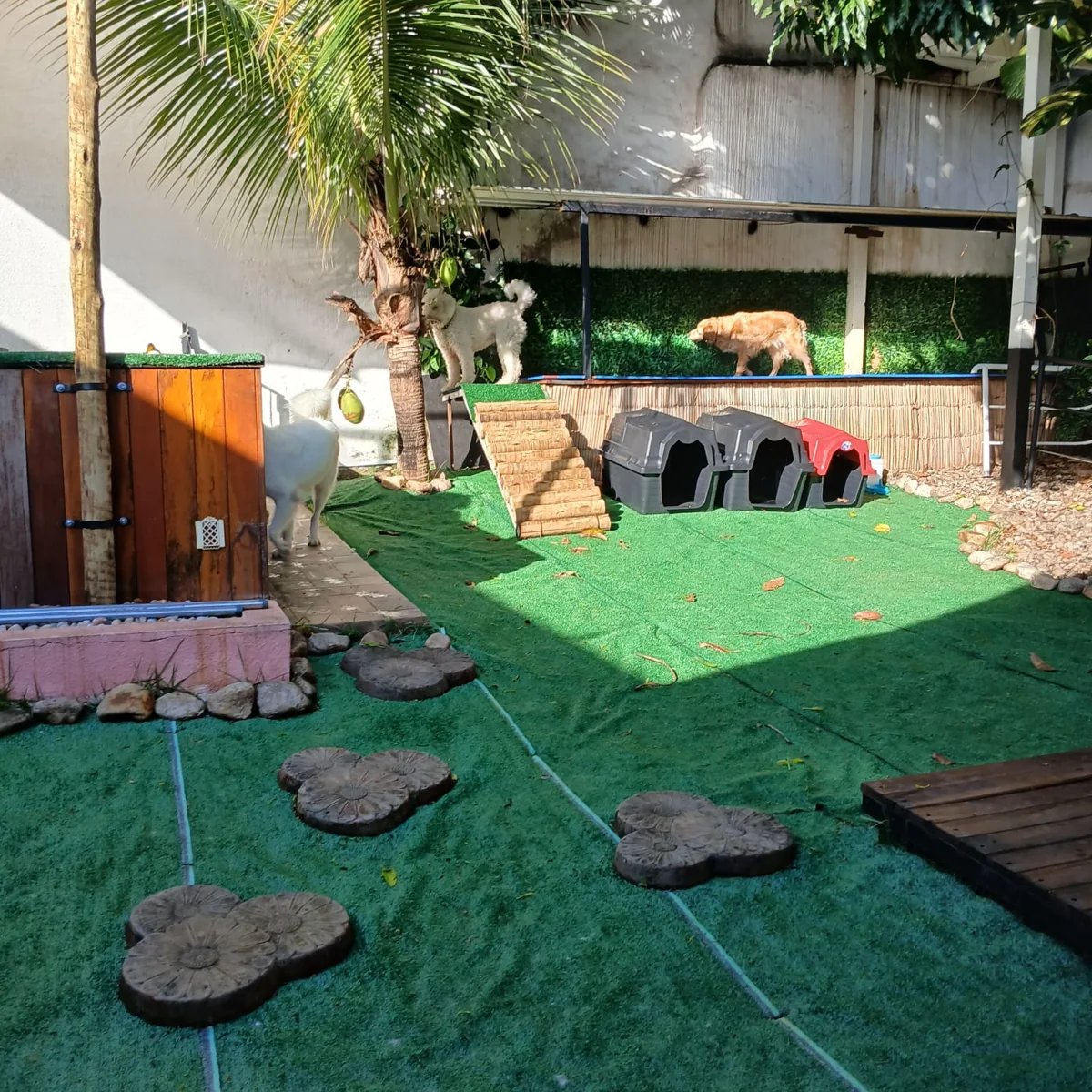 Área externa da Chita Bakana para recreação dos cães