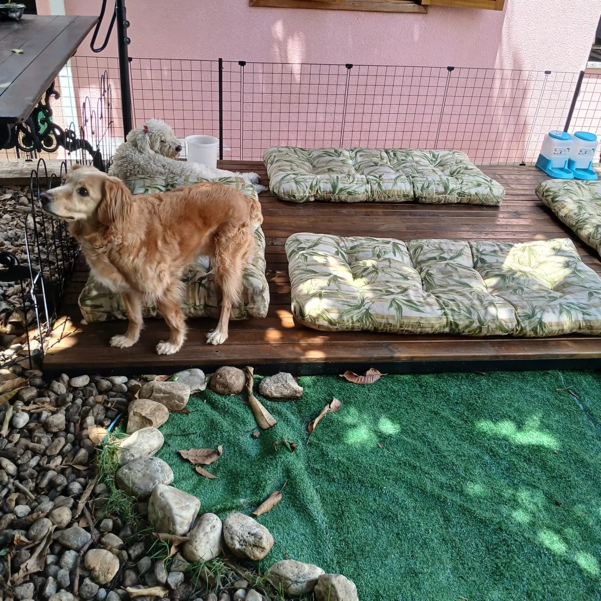 Cães no ambiente externo da Chita Bakana