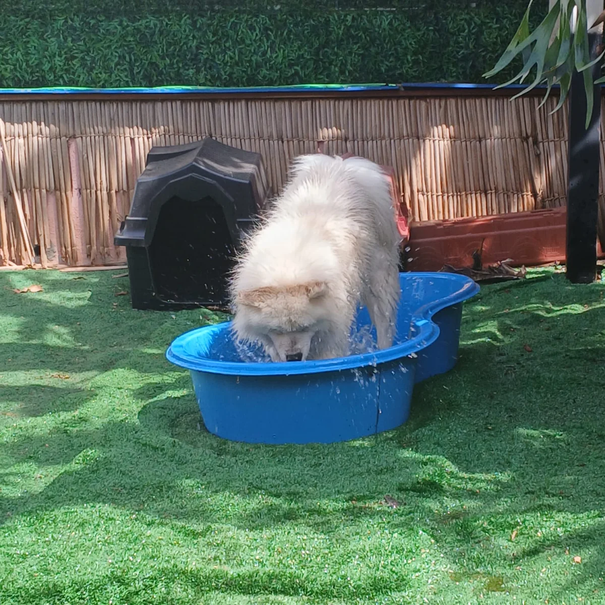 Cão brincando no espaço externo da Chita Bakana